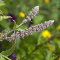 Spear Mint